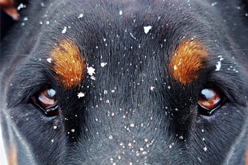 馬犬取名大全集