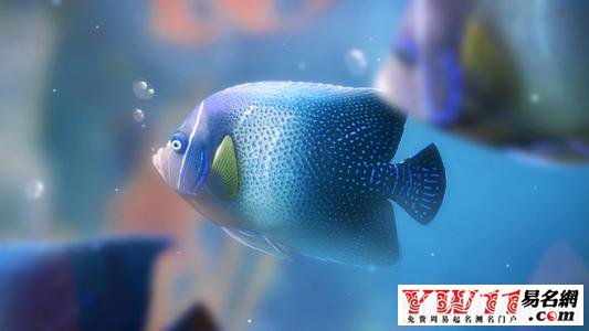 夢(mèng)見(jiàn)魚