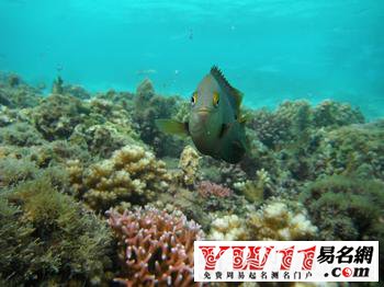 夢(mèng)見(jiàn)魚