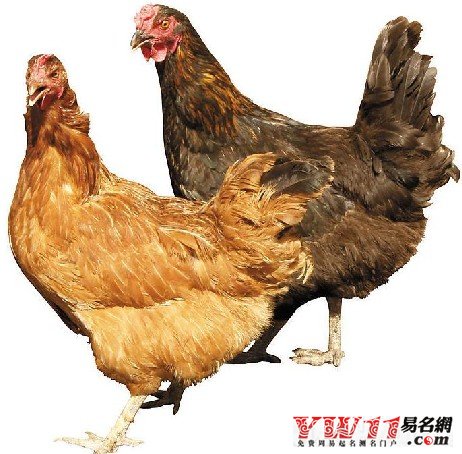夢(mèng)見(jiàn)母雞  