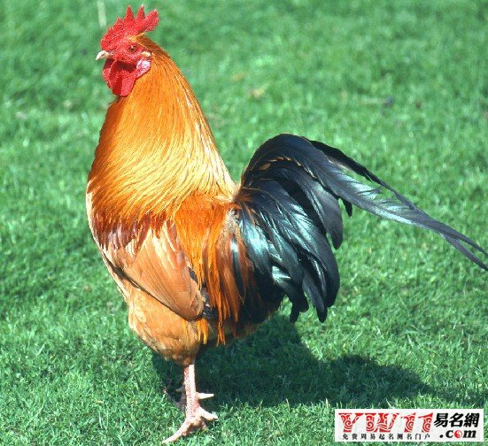夢(mèng)見(jiàn)雞