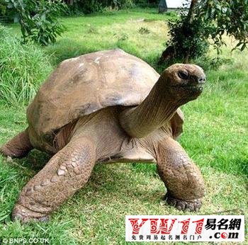 夢見烏龜是什么意思？