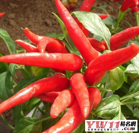 夢(mèng)見(jiàn)辣椒，夢(mèng)見(jiàn)吃辣椒，孕婦夢(mèng)見(jiàn)辣椒