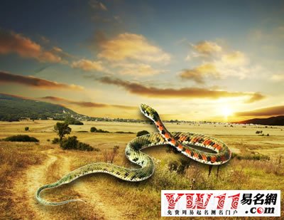 夢(mèng)見(jiàn)很多蛇