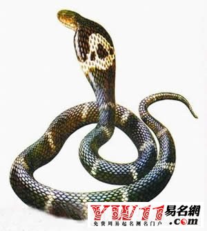 夢(mèng)見把蛇打死是什么意思？