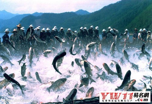 夢見水里撈魚，夢見撈了很多魚，夢見別人撈魚
