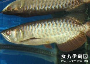 夢(mèng)見(jiàn)大魚(yú)