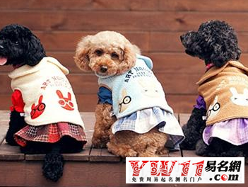 屬狗人2016年運(yùn)勢