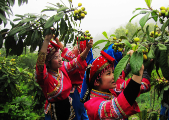 畬族的傳統(tǒng)節(jié)日,畬族的風俗慣