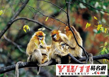 猴年本命年能結婚嗎