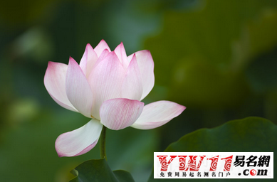 夢(mèng)見(jiàn)荷花