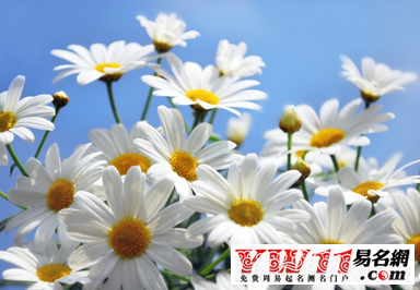 夢(mèng)見菊花