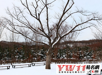 周公解夢(mèng)夢(mèng)見下雪