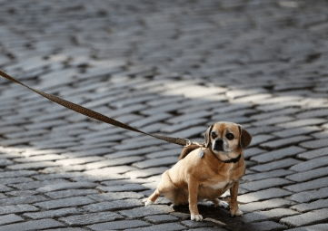 柯基犬叫什么名字好聽(tīng)