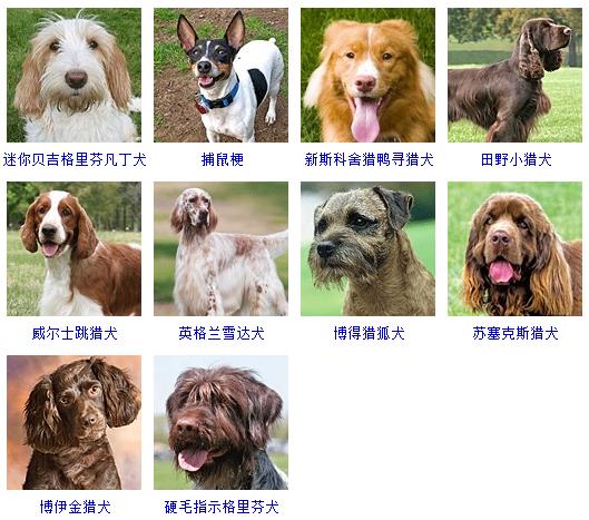 狗狗名字大全，狗狗品種名字大全