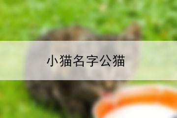 小貓名字公貓
